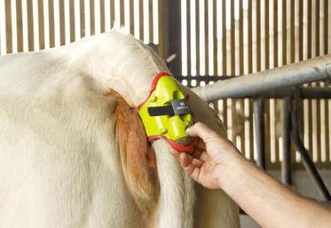 Pour augmenter la production moyenne globale, Gènes diffusion propose des outils qui permettent de réduire l’IVV, 
l’improductivité ou la mortalité des veaux, comme l’outil de monitoring Moocall.