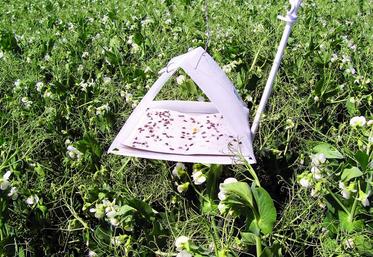 Piège à tordeuses : quelque 150 techniciens agricoles, arboriculteurs, maraîchers, agriculteurs vont bientôt reprendre la surveillance des bio-agresseurs dans la région.