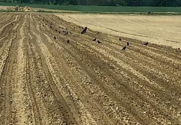 Le taux de perte sur les parcelles impactées est estimé à plus de 20 % (soit au minimum 1,2 hectare sur une parcelle totale de 6 hectares).