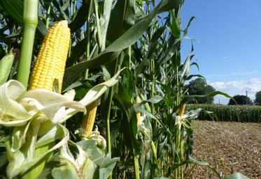 Mieux vaut attendre le bon remplissage des épis en grains, quitte à ce que le maïs soit sec, car «c’est le grain qui apporte la valeur nutritive à l’ensilage».