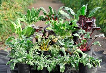 Seize plantes de référence ont été croisées avec du matériel élite afin d'introgresser de nouveaux allèles d'origine exotique. Aujourd'hui, 3 200 lignées créent un réservoir de population.