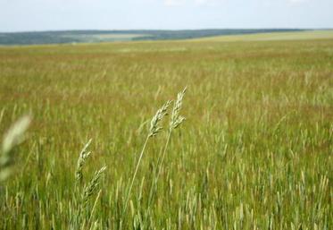 La nuisibilité des mauvaises herbes recouvre en fait deux effets distincts : la nuisibilité directe et la nuisibilité indirecte.