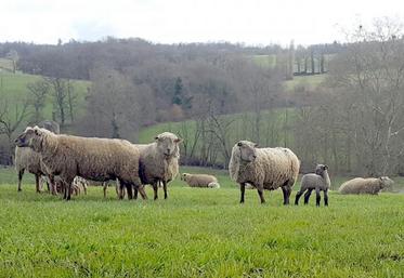 Arrêter le déprimage lorsque la somme des températures atteint 450°C sous peine de faibles rendements à la fauche.