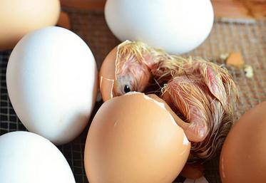 Les différentes méthodes testées pour le sexage in-ovo des poussins se heurtent à une exigence d’industrialisation pour être adoptée par les accouveurs professionnels.