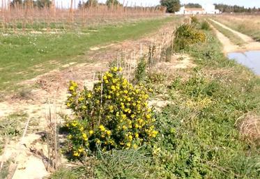 Il faut adapter les essences à la station et au sol de l’exploitation. 
