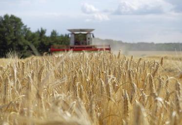 Un semis d’orge de printemps le 10 novembre impliquerait une récolte autour du 25 juillet.