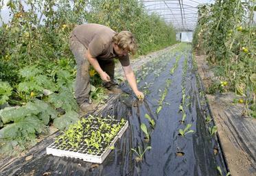 Légumes de France propose la création d’une carte de producteur, qui assurerait authenticité et traçabilité, dont chaque professionnel pourrait disposer.