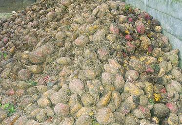 Le rendement en matière sèche permet aux éleveurs d’assurer une production proche de 21 000 UFL/ha.