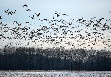 L’émergence de foyers d’influenza aviaire hautement pathogène chez des oiseaux sauvages et domestiques dans l’ouest de la Russie et au Kazakhstan ces derniers mois font craindre une réapparition de l'épizootie en Europe du nord et de l'est dans les prochaines semaines.