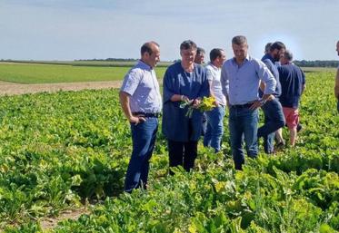 La députée du Loiret, Marianne Dubois, le 17 juillet dernier, lors d'une visite de terrain pour constater les dégâts de la jaunisse dans les parcelles de betteraves de son département.