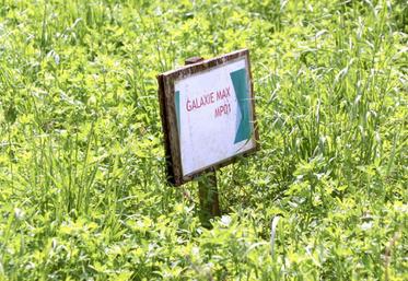 Parcelle de luzerne bio en phase d’essais cultivée par Bertrand Flayac, membre de la coopérative Grasasa.