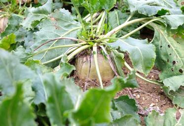 Le principal enjeu des betteraves bio est la gestion de l’enherbement.