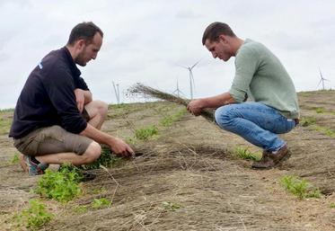 L’année prochaine, l’objectif sera d’éviter les pousses d’adventices post-arrachage.
