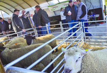 Ce sont plus de cinquante béliers de races Hampshire, Suffolk, Ile de France, Charollais, Texel et Rouge de l’Ouest qui étaient mis en vente, ce 1er octobre, au nouveau centre de rassemblement ovin d’Authieule.
