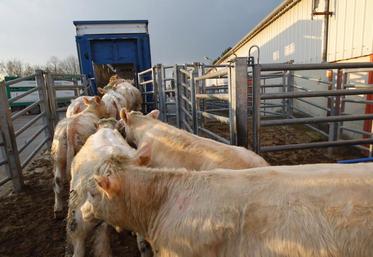 Après le Brexit, qu’adviendra la filières bovine, très dépendantes du marché britannique ?