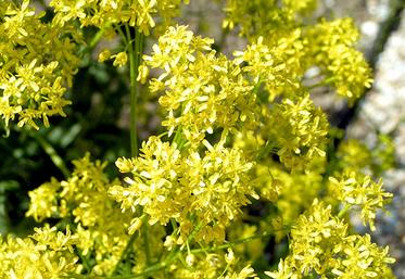 La plante possède des feuilles vertes et des fleurs jaunes. Le pigment est extrait de ses feuilles, tandis que ses graines servent à produire de l’huile.