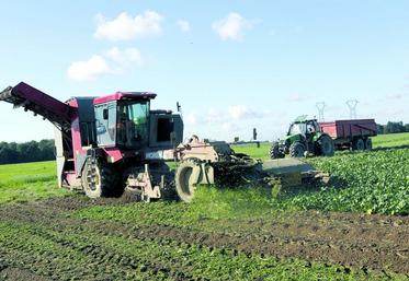 Le planteur doit livrer une betterave avec tout son collet, très faiblement scalpée et sans feuille.