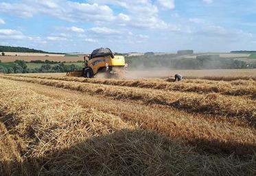 Côté rendements, toujours une hétérogénéité en blé et orge très importante avec des variations entre 70 et 115 quintaux par hectare.