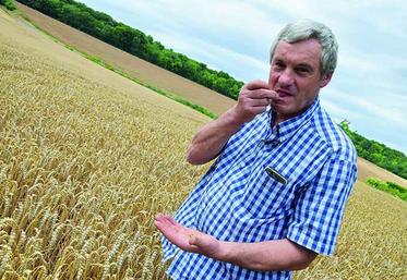 La moisson du blé «Bel «épi» s’est terminée dimanche à Ailly-sur-Noye. Moyenne de rendement : 87 qx/ha.