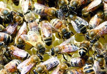 Le sucre permet de nourrir les abeilles pendant l’hiver.