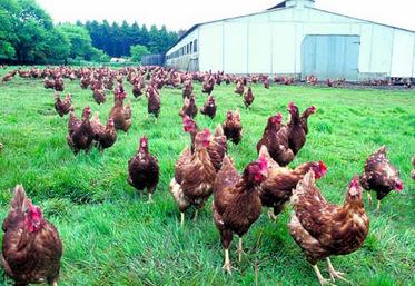 Niveau consommation, 32 % des achats proviennent de poules élevées en plein air.