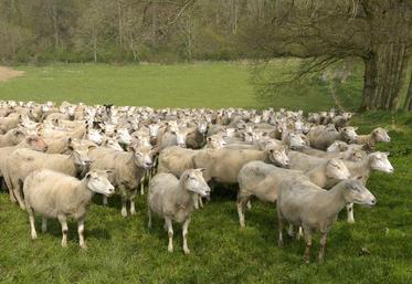 Le cheptel français de brebis et agnelles saillies s’est réduit de 2,6 % en 2017, par rapport à 2016, pour atteindre 5,25 millions.