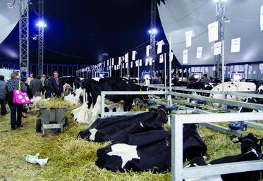 Plus de 300 bovins seront présentés à Terres en Fête.
