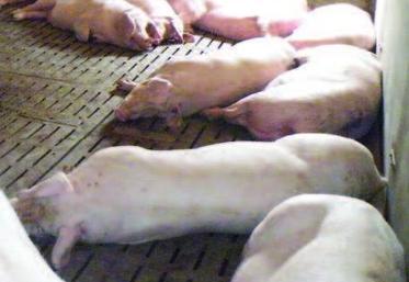 Un questionnaire national a été envoyé à l'ensemble des éleveurs ; combiné à d'autres informations, il va permettre de classer les élevages en différentes catégories par rapport à l'obligation de mise aux normes.