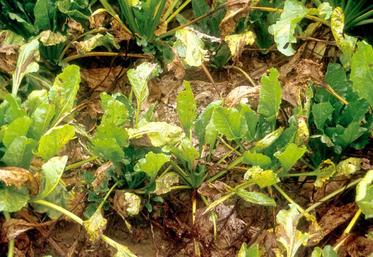 La cercosporiose, qui peut entraîner des grosses pertes de rendement, s’est avérée très virulente dans l’est de la Somme. La vigilence est de mise en 2019.
