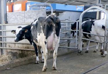 Le robot engendre un peu moins de travail à effectif constant qu’une salle de traite, mais surtout permet plus de souplesse, de confort de travail et une qualité de vie 
améliorée avec moins de pénibilité physique.