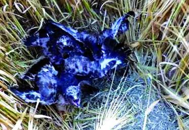 Les busards nichent à même le sol dans les champs.