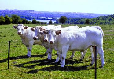 920 € de marge/ha de surface fourragère sur les terres les moins bonnes de l’exploitation.