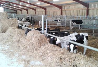 Lorsque les primipares démarrent leur lactation avec une mamelle «ensemencée», y compris par des pathogènes mineurs, elles vont très vite virer à plus de 300 000 cellules.