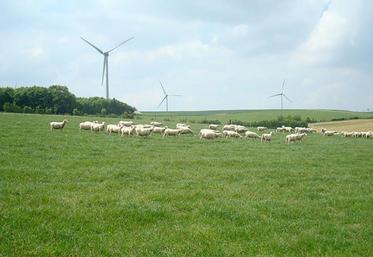 Le fourrage pâturé de qualité est le fourrage le plus rentable.