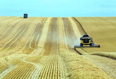 Avec - 47,7 % sur un an, c'est dans le secteur des grandes cultures céréalières que les revenus professionnels ont le plus fortement diminué.
