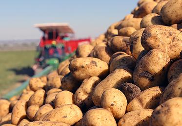La sécheresse a impacté les rendements de pommes de terre, mais la bonne qualité pourrait compenser une partie du volume. 