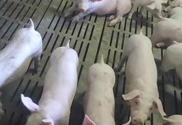 L’amélioration des cours s’est accompagnée en 2019 d’une légère augmentation du poids moyen des animaux abattus, mais le jeu est risqué selon la Cobevial.