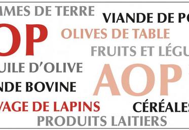 Plus de la moitié des OP et AOP (1 851) reconnues opèrent dans le secteur des fruits et légumes, suivies par le lait et produits laitiers (334), huile d'olive et olives de table (254), vin (222), viande bovine (210), céréales (177), autres produits comme les pommes de terre ou encore l'élevage de lapins (107) et viande de porc (101).