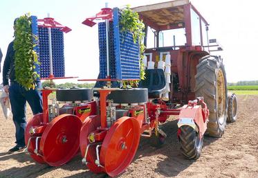 Les plants sont repiqués avec la repiqueuse de Checchi & Magli. Comptez 30 € les mille plants, plus 2 centimes par graine.