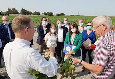 Une vingtaine de députés sont venus constater vendredi dernier les effets de la jaunisse sur le poids des betteraves à quelques jours de la récolte et du débat sur la réautorisation des NNI au parlement.