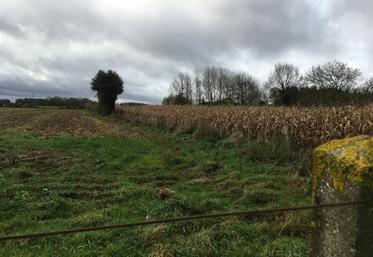 Pour la déclaration Pac 2018, les reconversions de prairies permanentes sont très limitées et encadrées.