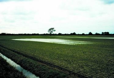 Le potentiel de certains blés semés est affecté, mais une compensation est possible.