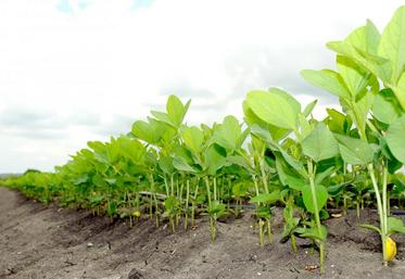 «Le soja a été, avec le pétrole, le produit le plus politique de l’année. Cela continuera en 2019», indique le rapport.