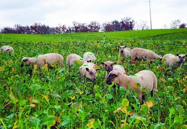 Le pâturage de dérobées l'hiver, par des agneaux de fin d'été, est en cours d'essais. Il revêt plusieurs intérêts tels que la production d'agneaux d'herbe, la réduction des coûts de concentrés et de temps passé à la distribution...