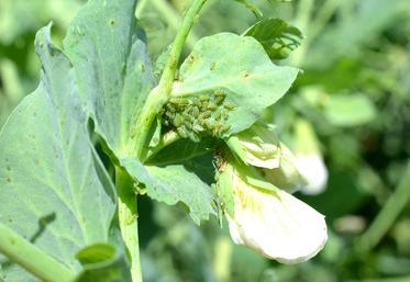 Les pucerons verts sont les principaux ravageurs à coloniser les parcelles de pois à ce stade.