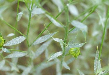 La période actuelle demande de surveiller attentivement l’état sanitaire des linières et, plus particulièrement, l’oïdium.
