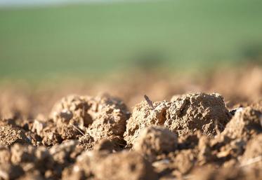 Les reliquats sont en moyenne légèrement plus faibles de 7 unités par rapport à 2019 et sont inférieurs à la moyenne de ces cinq dernières campagnes.