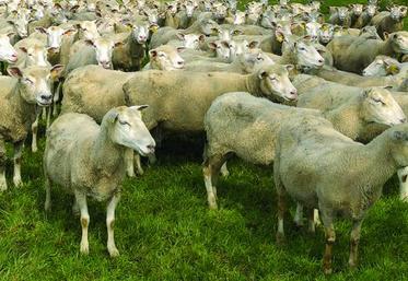 Le marché du mouton reste fortement déficitaire.