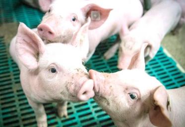 Le texte de loi considère comme une cage l'ensemble des moyens fermés d'élevage tels que cases, boxes, stalles...