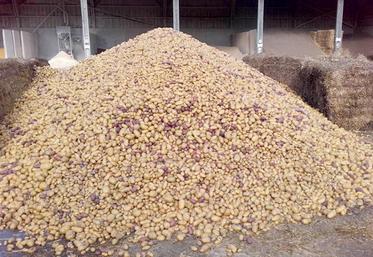 Les pommes de terre stockées en tas doivent être consommées dans les trois mois.